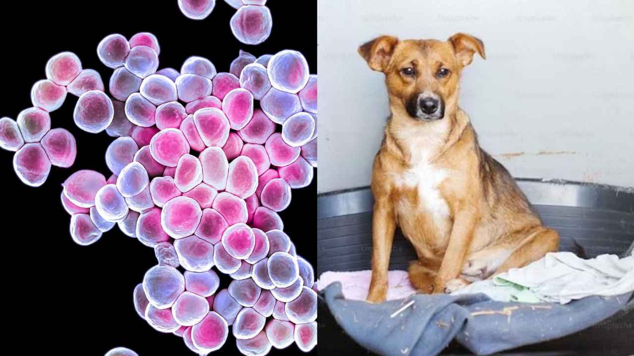 Incurable Deadly Bacterial Infection Has Spread to Humans From Dogs in UK, 2 Cases reported