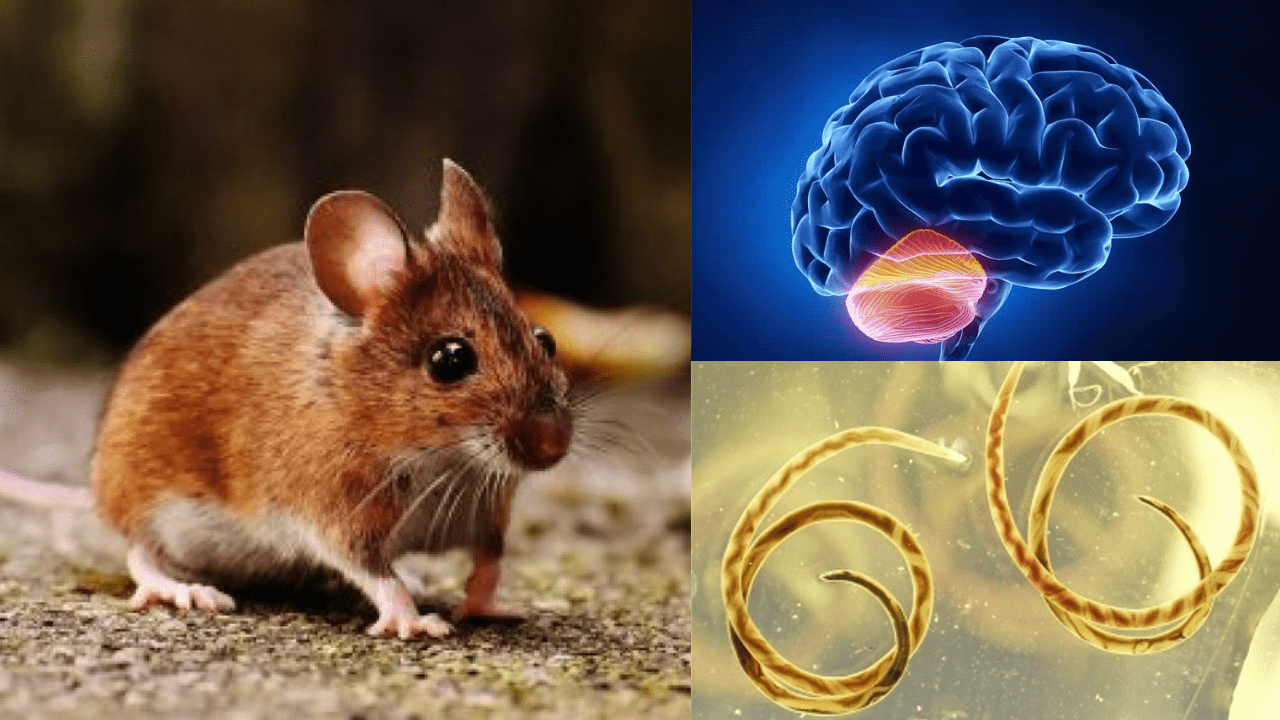 Rat-Borne Parasite Spreading In The U.S.A Can Cause Brain Disease!