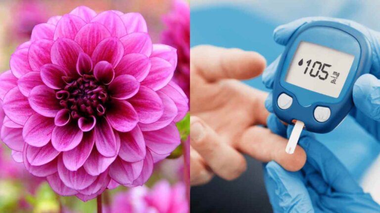 Scientific Breakthrough In Treating Diabetes With A Flower!