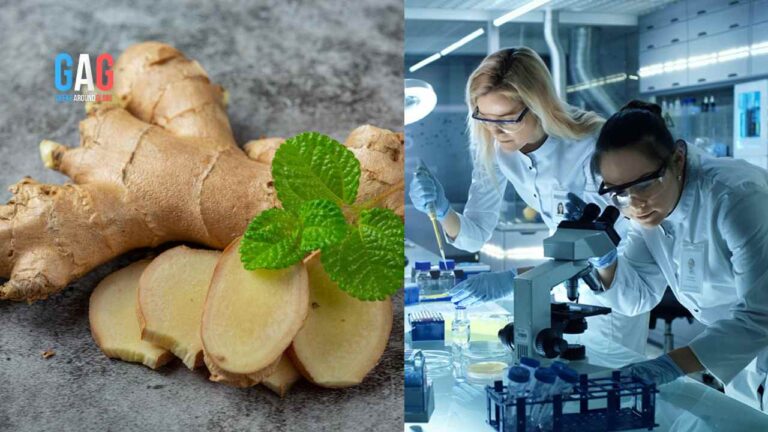 Scientists Discover A Miracle Ginger With Anti-Cancer Properties!