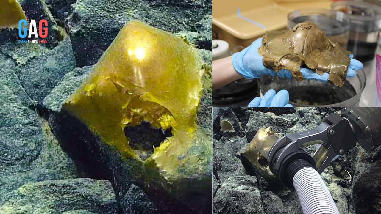 Scientists Discover A Mysterious 'Golden Egg' on the Seafloor of Alaska!