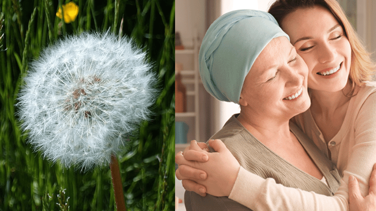 Scientists Find A Flower Extract To Stop The Growth Of Breast Cancer Cells!