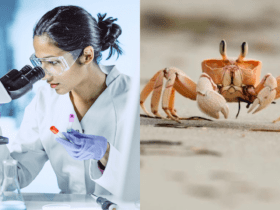 Scientists Find A Hopeful Treatment For Obesity in Crabs & Bugs!