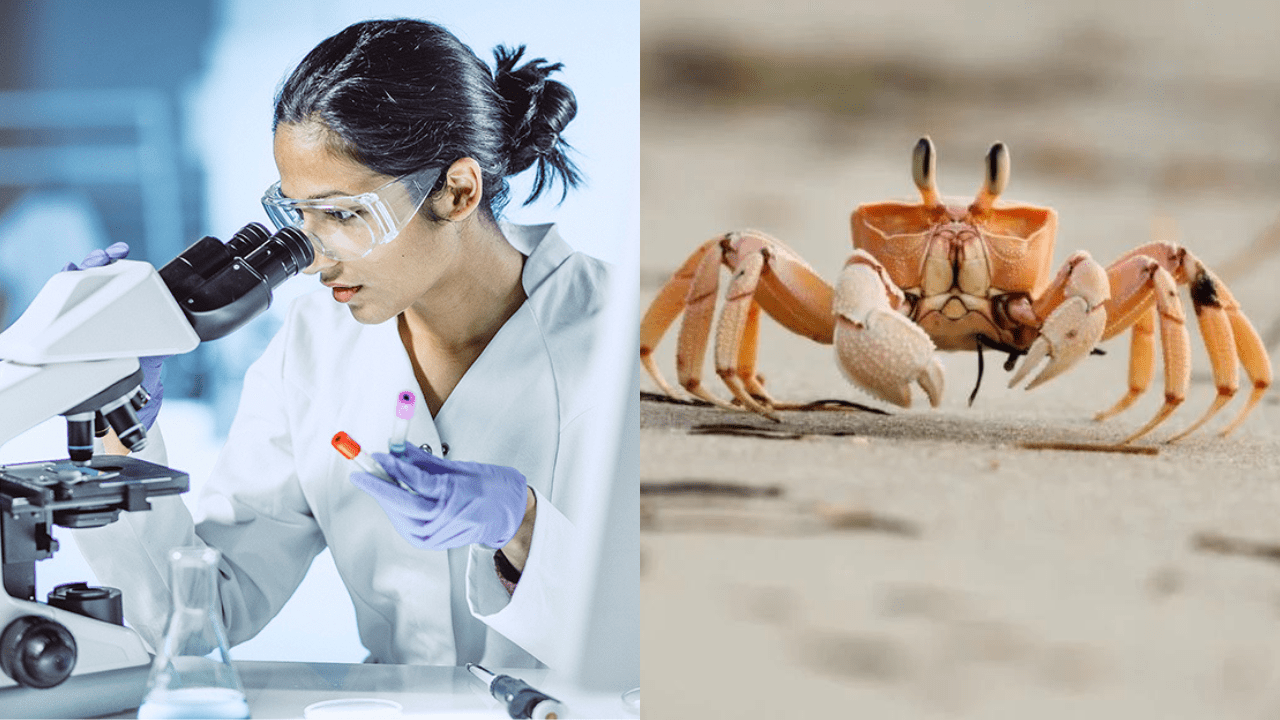 Scientists Find A Hopeful Treatment For Obesity in Crabs & Bugs!