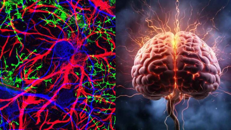 Scientists Find New Type of Brain Cell That Could Change What We Know as Brain
