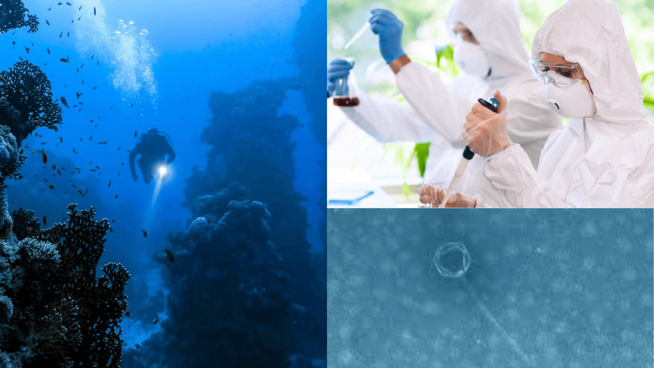 Scientists In China Find A Mysterious Virus In The Mariana Trench!