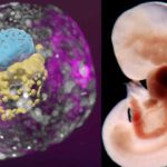 Shocking 'Living Human Embryo' Without Eggs or Sperm Can It Grow Into A Real Human Being