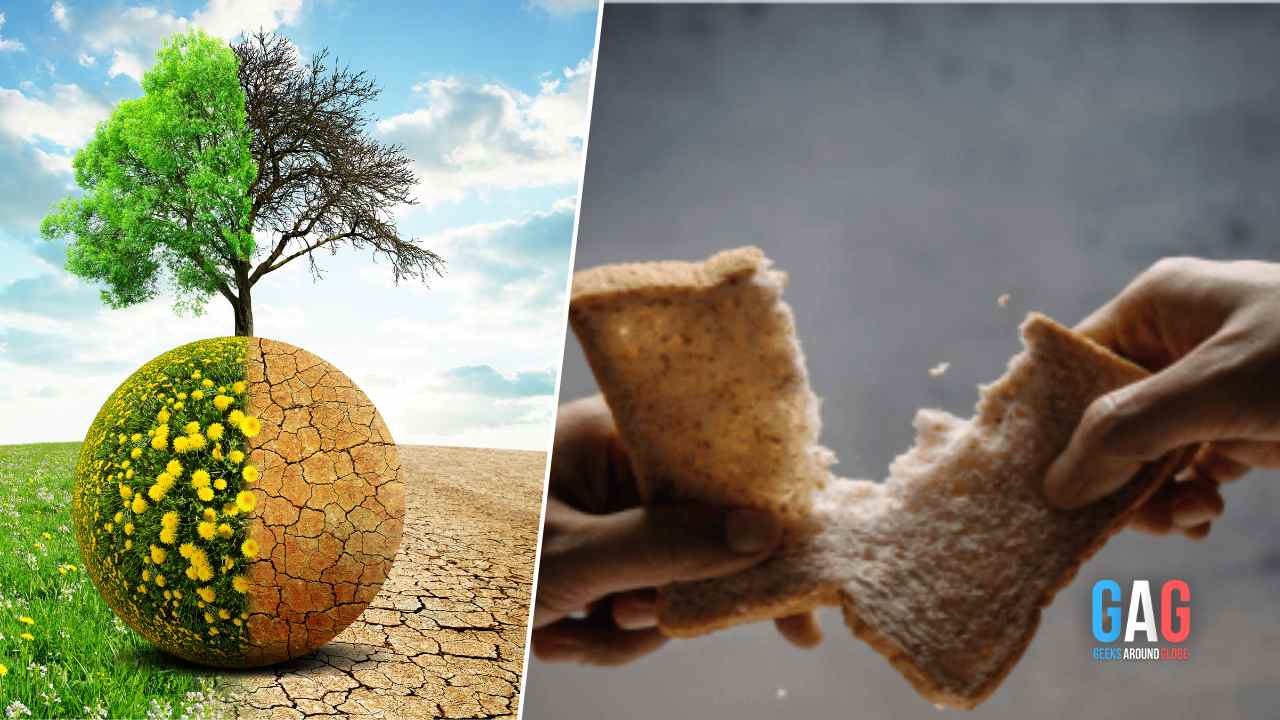 What If The Extreme Climate Events Caused A Global Food Shortage (1)
