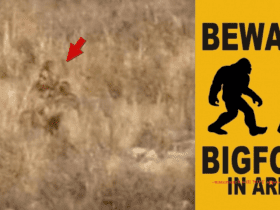 Bigfoot has just 'spotted' in Colorado with a whole video