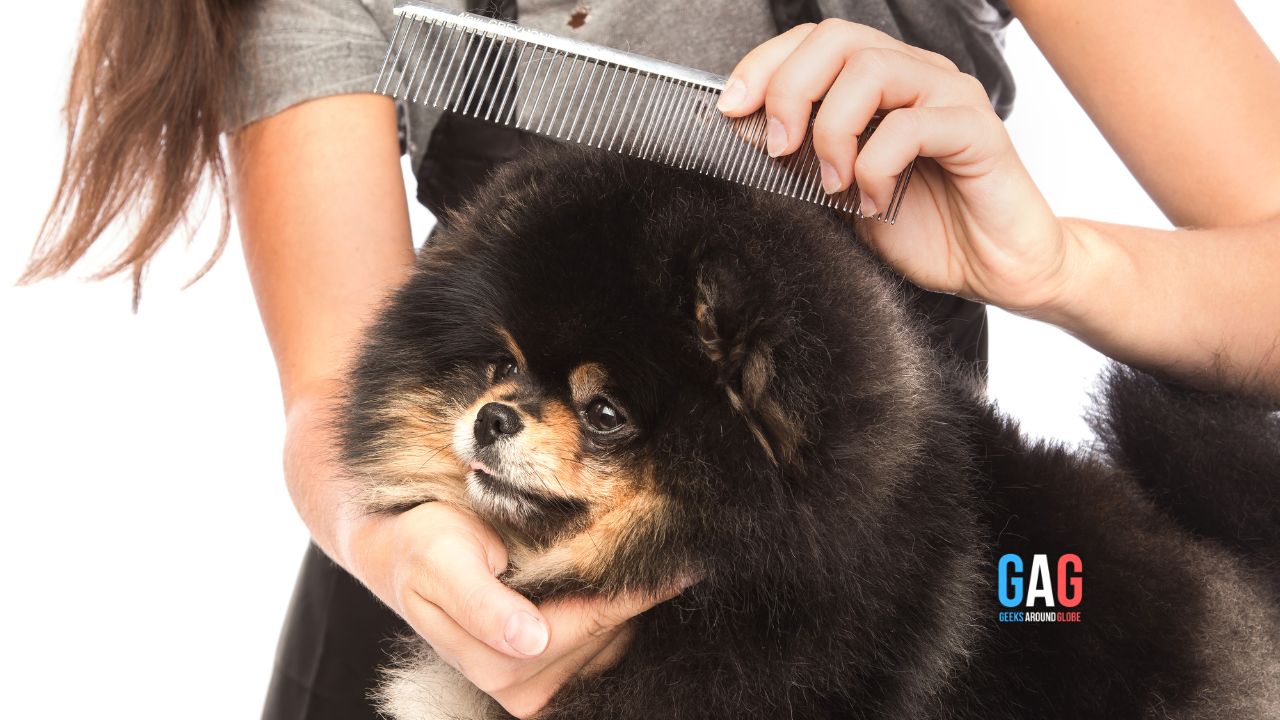 comb the dog hair