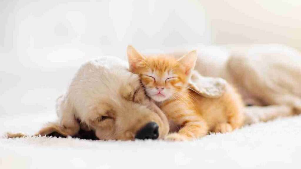 Preparing Your Home for a New Puppy or Kitten in the Colder Months