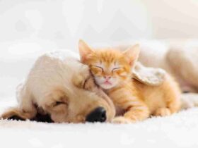 Preparing Your Home for a New Puppy or Kitten in the Colder Months