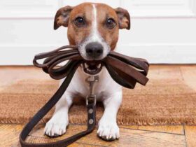 How to Choose the Perfect Collar and Leash for Your Dog