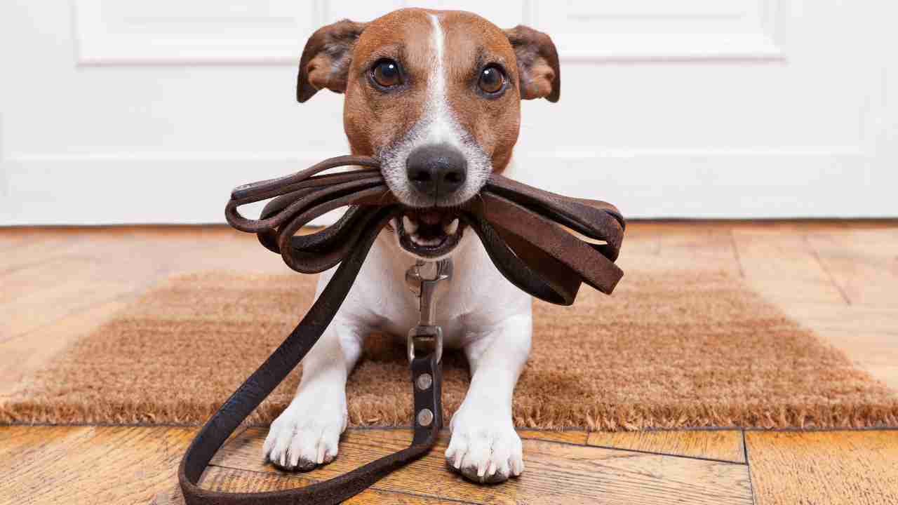How to Choose the Perfect Collar and Leash for Your Dog