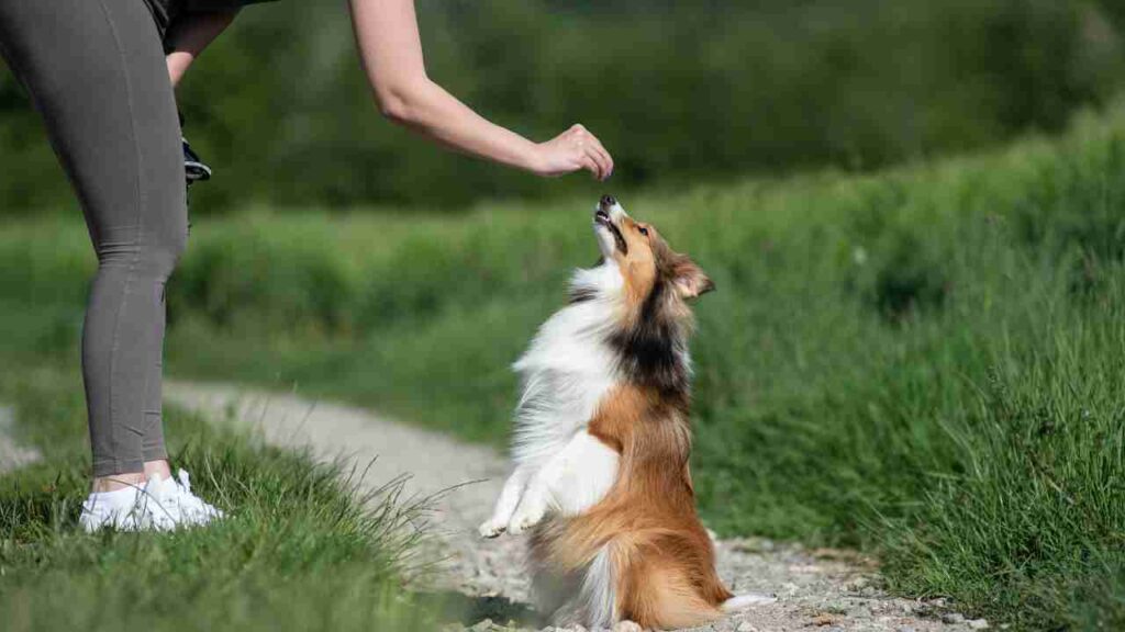 Stimulating Your Dog's Mind for Improved Training Outcomes