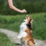 Stimulating Your Dog's Mind for Improved Training Outcomes
