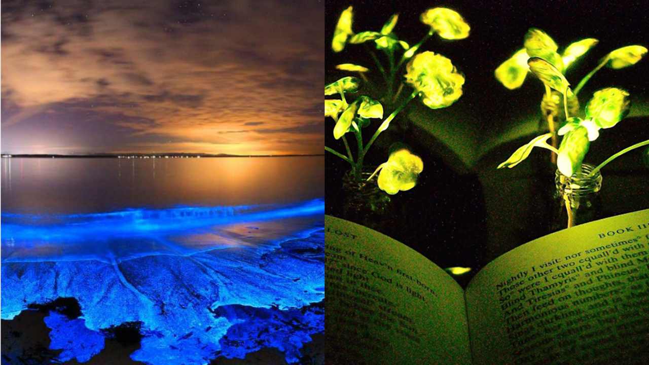 These organisms can light up with their own self