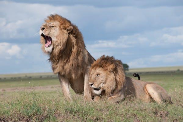 Timing Is Crucial When You Plan for a Savannah Safari – Here’s What You Need To Know! 2