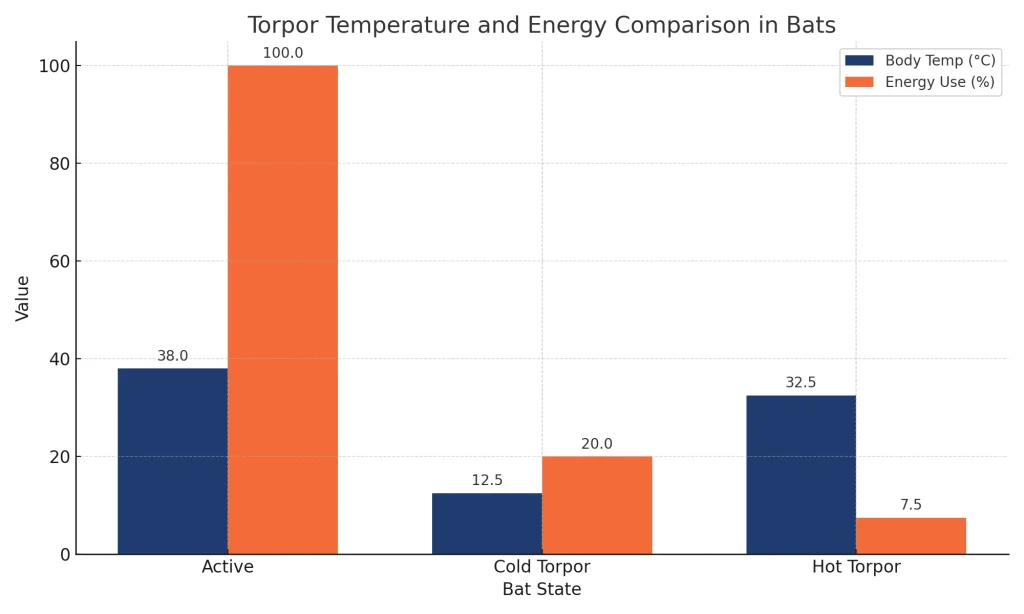 Comparison of body temperature and energy use in bats during active state, cold torpor, and hot torpor. Hot torpor preserves warmth while minimizing energy.