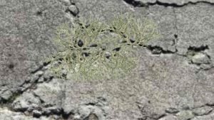 Can Living Lichens Really Fix Concrete Cracks?