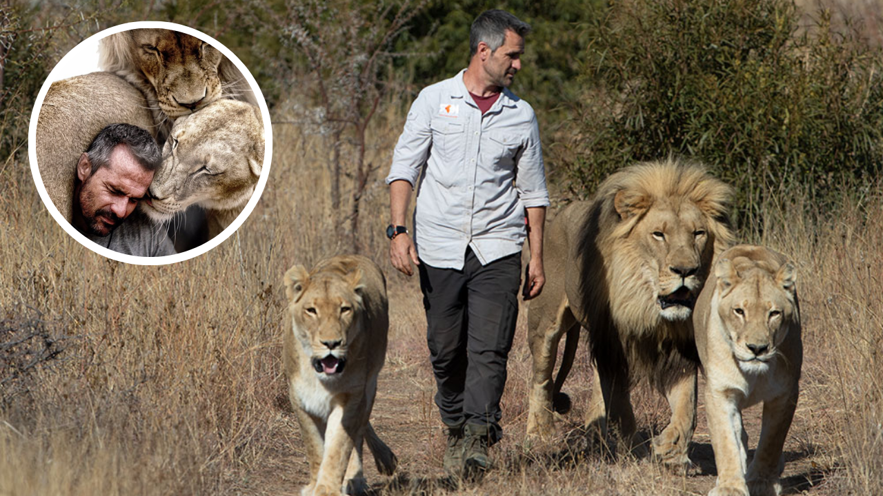 Kevin Richardson, known as the Lion Whisperer, walking beside three adult lions in the South African savanna while showing his deep bond and trust with them.