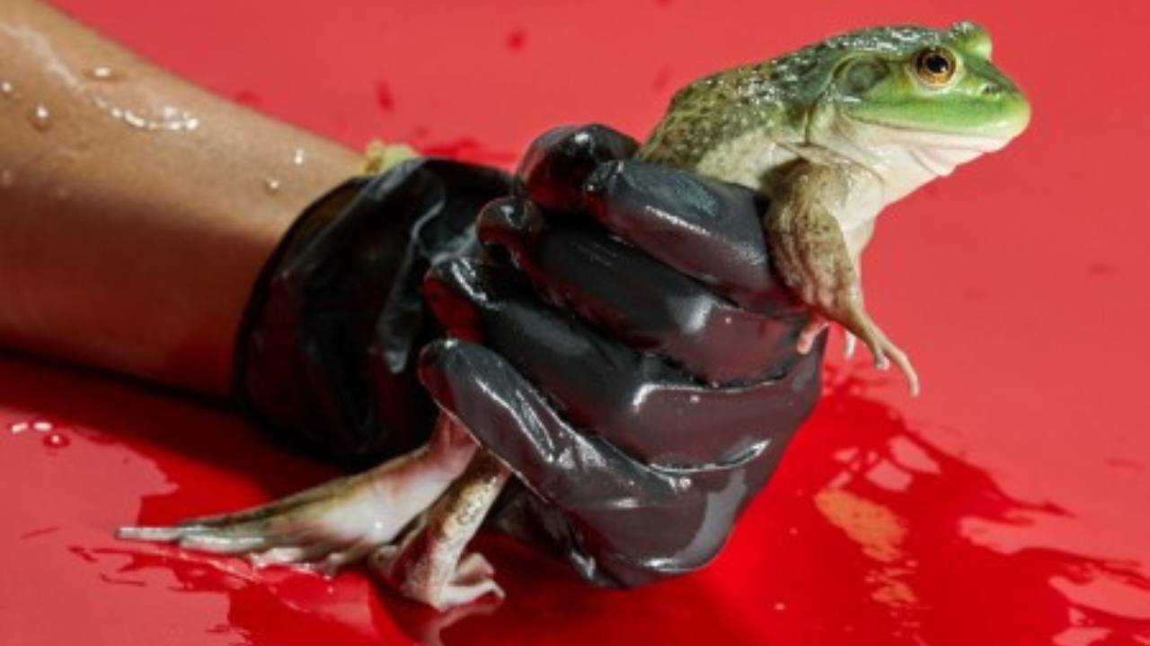 A gloved hand holding a live bullfrog above a wet red surface during handling for research or inspection.