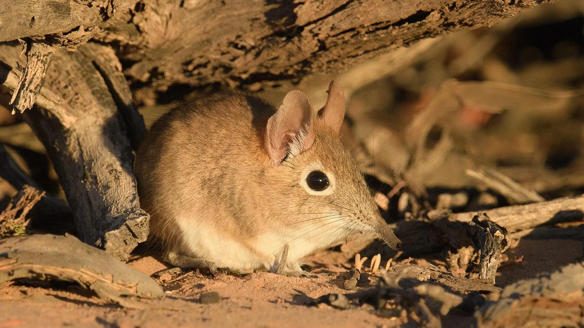 Close-up photograph of a Bushveld sengi (Elephantulus intufi), a small elephant shrew species, in its natural habitat.
